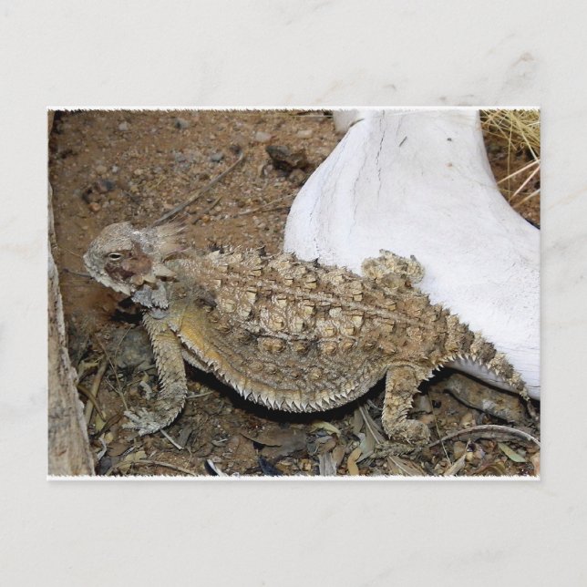 Godzilla Returns Postcard (Front)