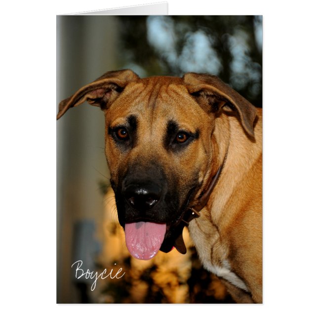 GOE_3425, Boycie (Front)