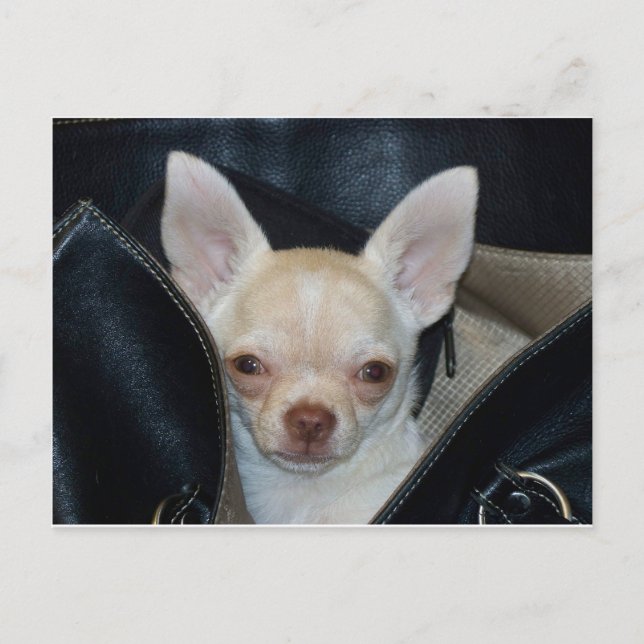 Going for a ride postcard (Front)