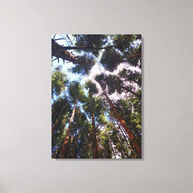 Going Up Canvas Print (Front)