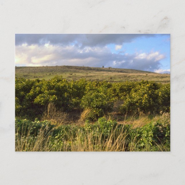 Golan Heights Postcard (Front)