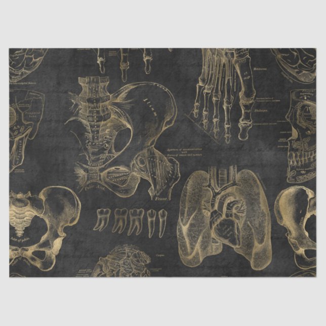 Gold Anatomy Drawings on Black Decoupage Tissue Paper (Front)