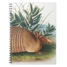 Gold Beige Nine-banded Armadillo
