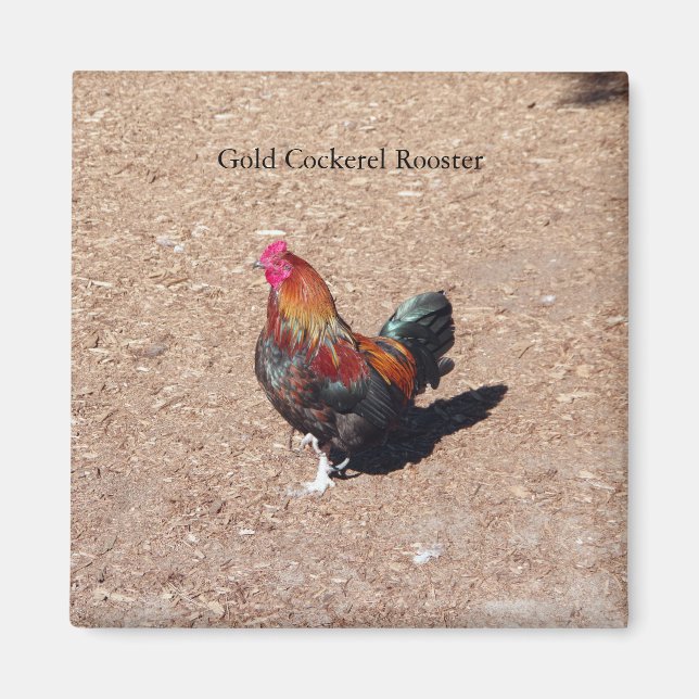 Gold Cockerel Rooster magnet (Front)