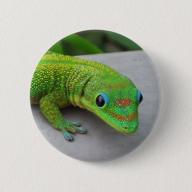Gold Dust Day Gecko – Audition and Get Some Gecko 6 Cm Round Badge (Front)