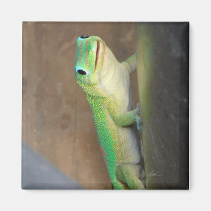 Gold Dust Day Gecko Photo  Magnet