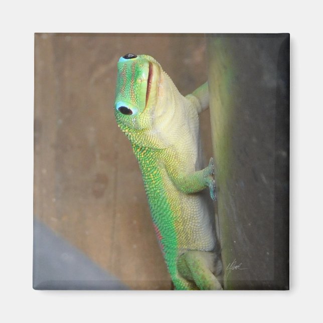 Gold Dust Day Gecko Photo  Magnet (Front)