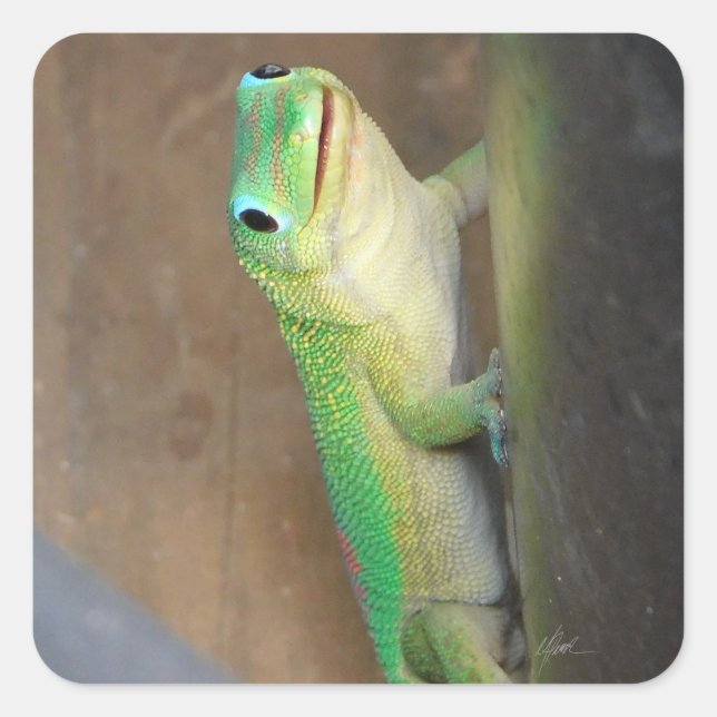 Gold Dust Day Gecko Photo  Square Sticker (Front)