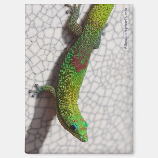 Gold Dust Day Gecko Refrigerator Magnet (Front)