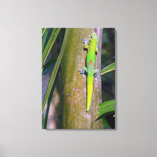 Gold Dust Gecko “gold dust gecko”, gecko, tropical Canvas Print