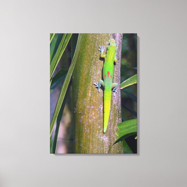 Gold Dust Gecko “gold dust gecko”, gecko, tropical Canvas Print (Front)