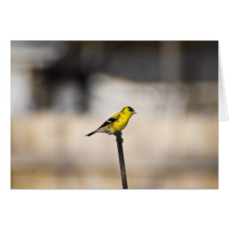 Gold Finch Card