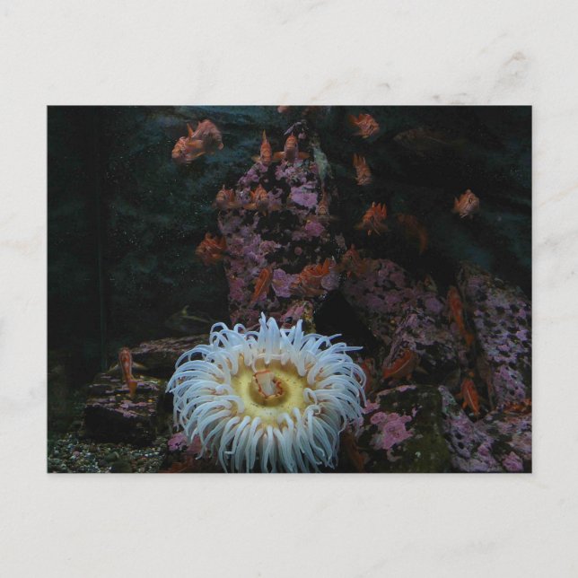 Gold Fish and Sea Anemone Postcard (Front)