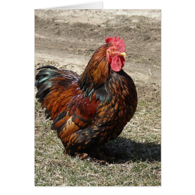 Gold Laced Bantam Cochin Rooster (Front)