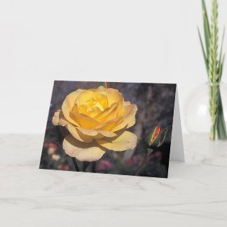 Gold  Medal Rose Card