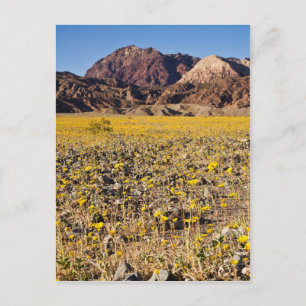 Gold Rush Postcard