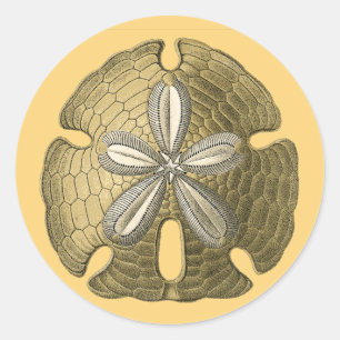 Gold Sand Dollar Classic Round Sticker