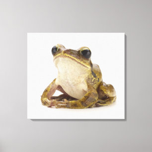 Gold tree frog canvas print