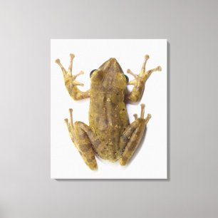 Gold tree frog canvas print