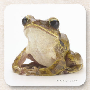 Gold tree frog coaster