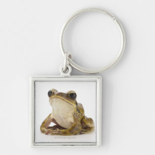 Gold tree frog key ring