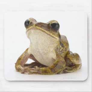 Gold tree frog mouse pad