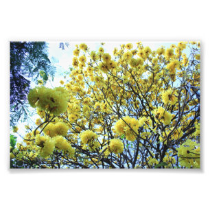 Gold Tree hawaii Photo Print