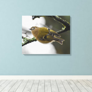 Goldcrest canvas print