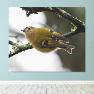 Goldcrest  canvas print