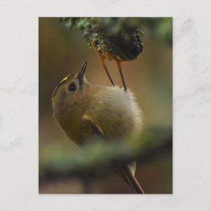 Goldcrest postcard