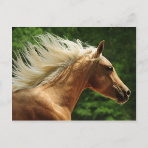 Golden Ambers Postcard