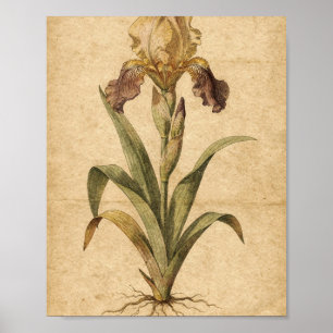 Golden and Plum Iris Botanical Art Poster