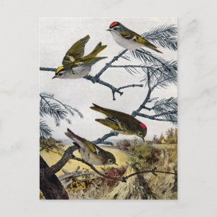 Golden and Ruby-Crowned Kinglets Postcard