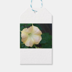 Golden Angels trumpet flower close up Gift Tags