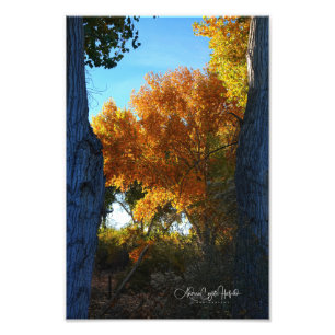 Golden Arizona Photo Print