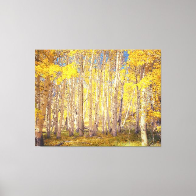 Golden Aspen Forest Canvas Print (Front)