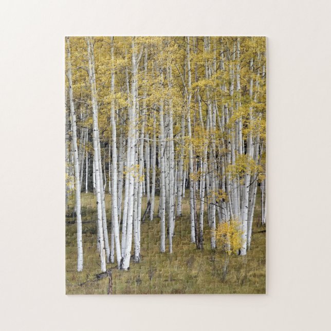 Golden Aspen Trees Puzzle (Vertical)