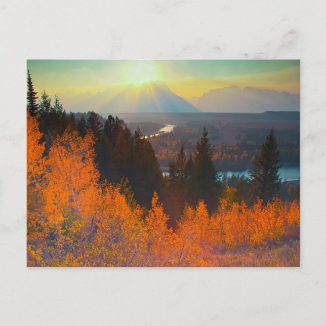 Golden Aspens Above Snake River At Sunset Postcard (Front)