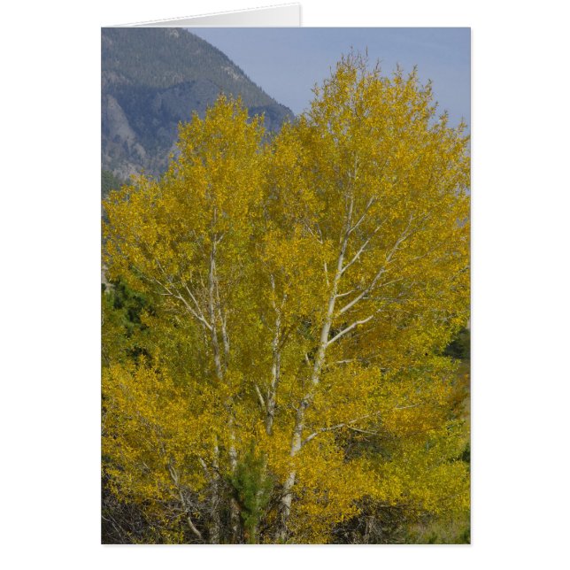 Golden Aspens Card (Front)