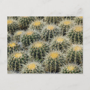 Golden Barrel Cacti in a Nursery. Postcard
