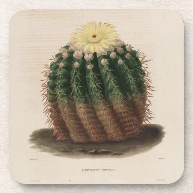 Golden Barrel Cactus Coaster (Front)