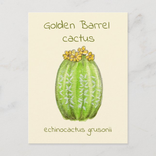 Golden Barrel cactus postcard (Front)