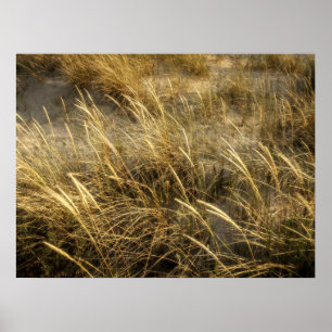 Golden Beach Grass in Motion Modern art photograph Poster