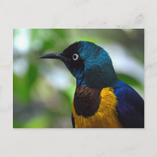 Golden-breasted Starling bird Postcard
