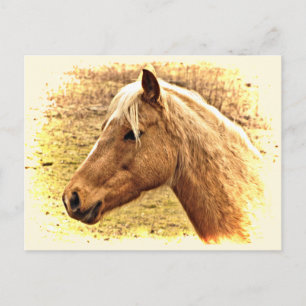Golden Brown Horse in Sun Animal Postcard