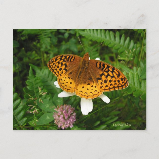 Golden butterfly postcard (Front)