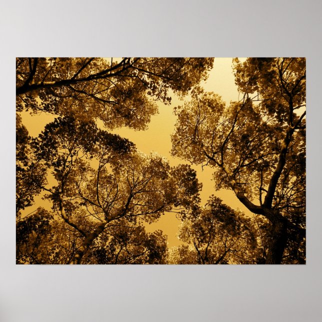 Golden Camphor Poster (Front)