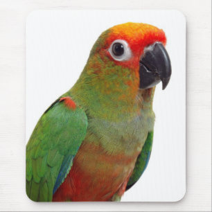 Golden-capped conure mouse pad