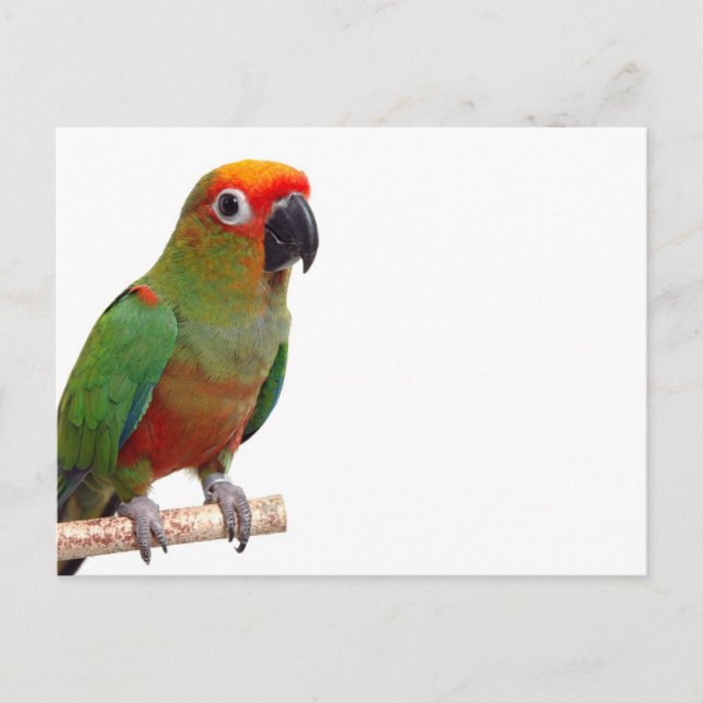 Golden-capped conure postcard (Front)