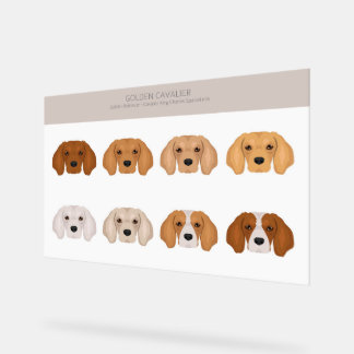 Golden Cavalier dog mix Acrylic Sign